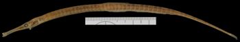 Media type: image; Ichthyology 35958
